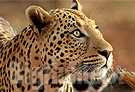 Leopardo